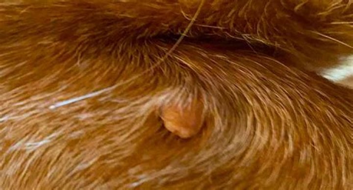 Comprehensive Guide to Skin Tags on Dogs: Pictures, Causes, and Treatment
