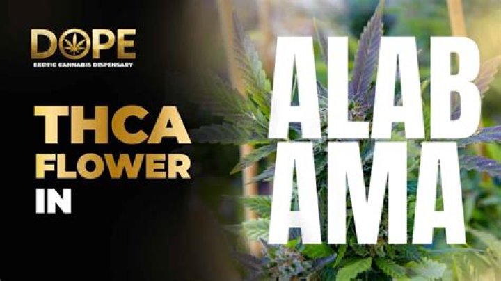 Discover THCA Flower in Alabama