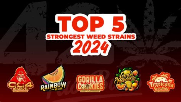 Unveiling the Top Shelf: Discover the Best Cannabis Strains for 2024