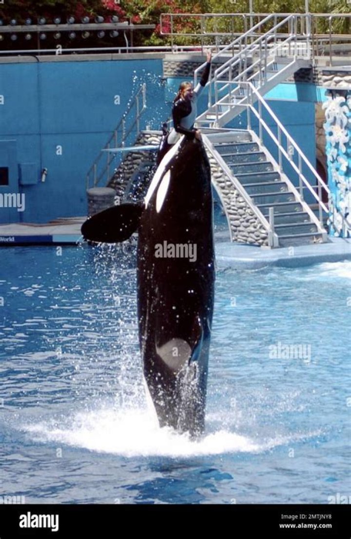 Was Dawn Brancheau Educated? A Deep Dive into Her Life and Legacy