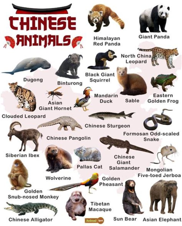 Discover What Chinese Animal Is 1991: A Complete Guide