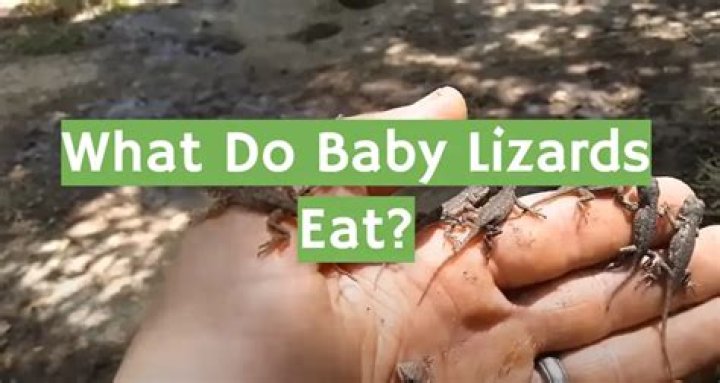What Do Baby Lizards Eat? A Comprehensive Guide for Care and Nutrition