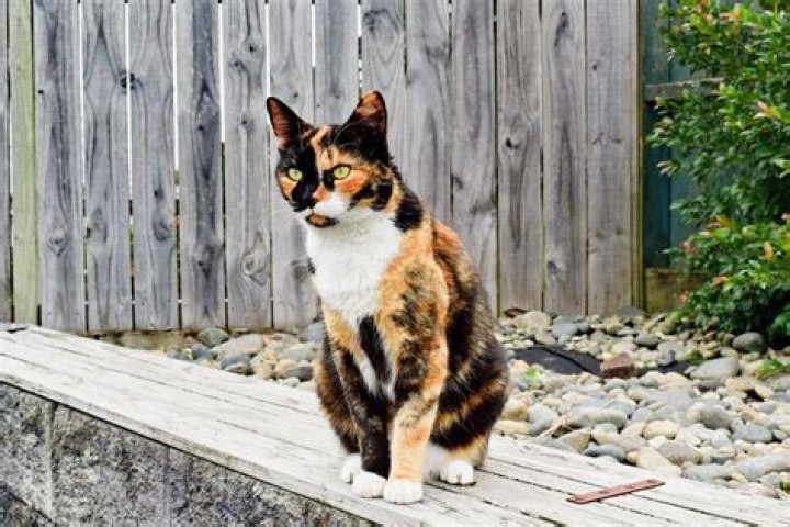 Understanding Calico Cats: What is a Calico?