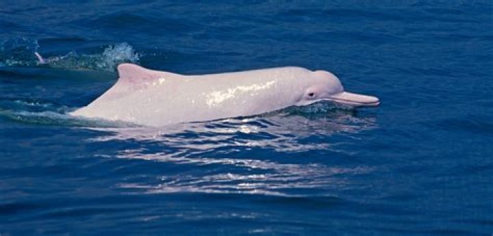 Understanding the White Dolphin: A Deep Dive into Its Life and Habitat