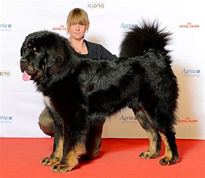 The World's Largest Canine: A Comprehensive Guide to the Great Dane